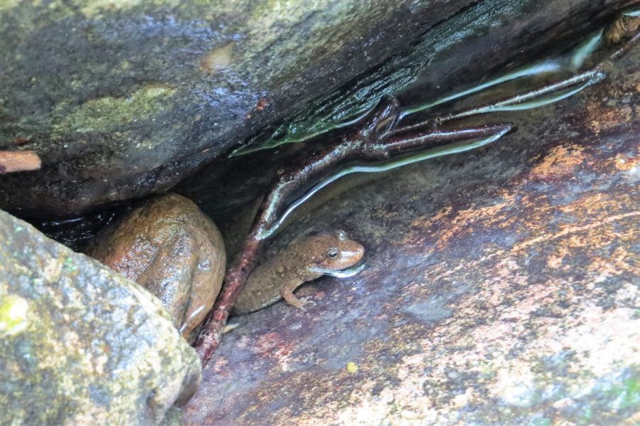 Newt Devil’s Bathtub Duffield Virginia Newt Devil's Bathtub Duffield Virginia