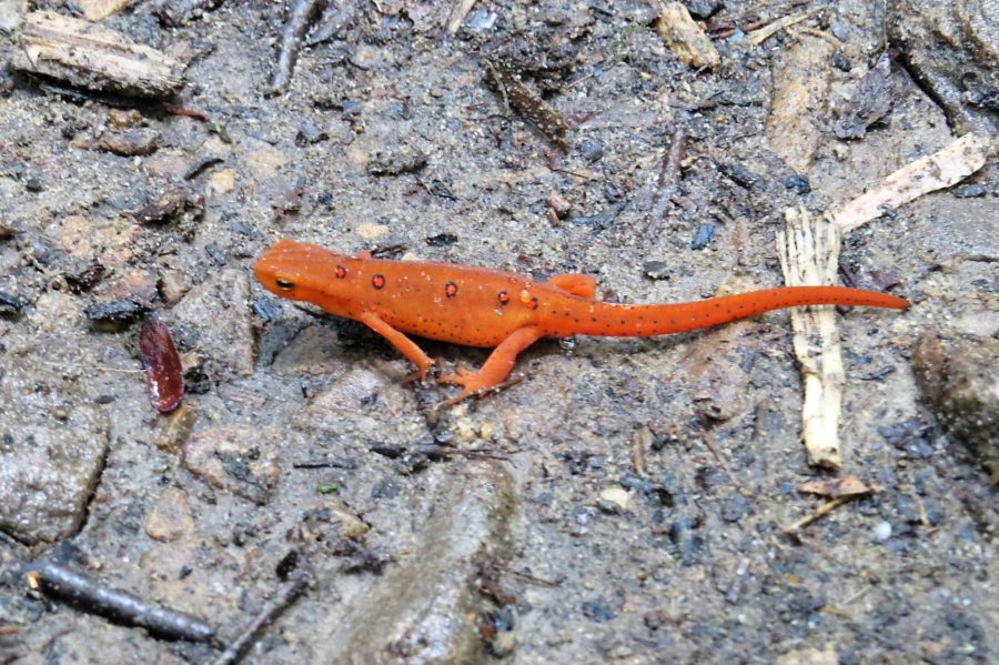Eastern newt Devil’s Bathtub Duffield Virginia Eastern newt Devil's Bathtub Duffield Virginia