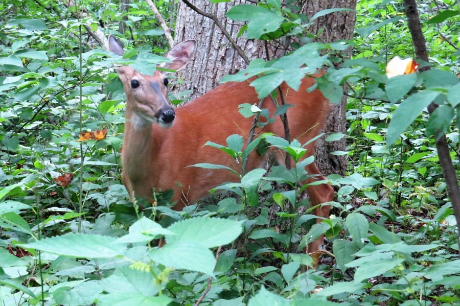 Deer on trail Fallingwater Cascades Blue Ridge Parkway Bedford Virginia Deer on trail Fallingwater Cascades Blue Ridge Parkway Bedford Virginia