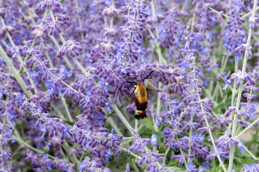 Bee in lavender Peaks of Otter Blue Ridge Parkway Bedford Virginia Bee in lavender Peaks of Otter Blue Ridge Parkway Bedford Virginia