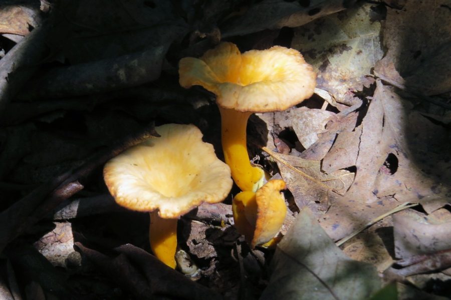 Chanterelles The Channels Abingdon Virginia Chanterelles The Channels Abingdon Virginia