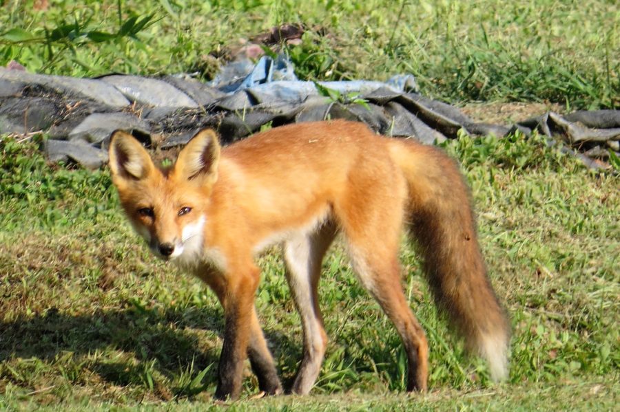 Fox near The Channels Abingdon Virginia Fox near The Channels Abingdon Virginia