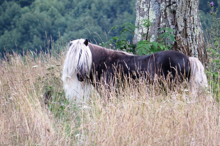 Stallion Grayson Highlands State Park Mouth of Wilson Virginia Pony Grayson Highlands State Park Mouth of Wilson Virginia