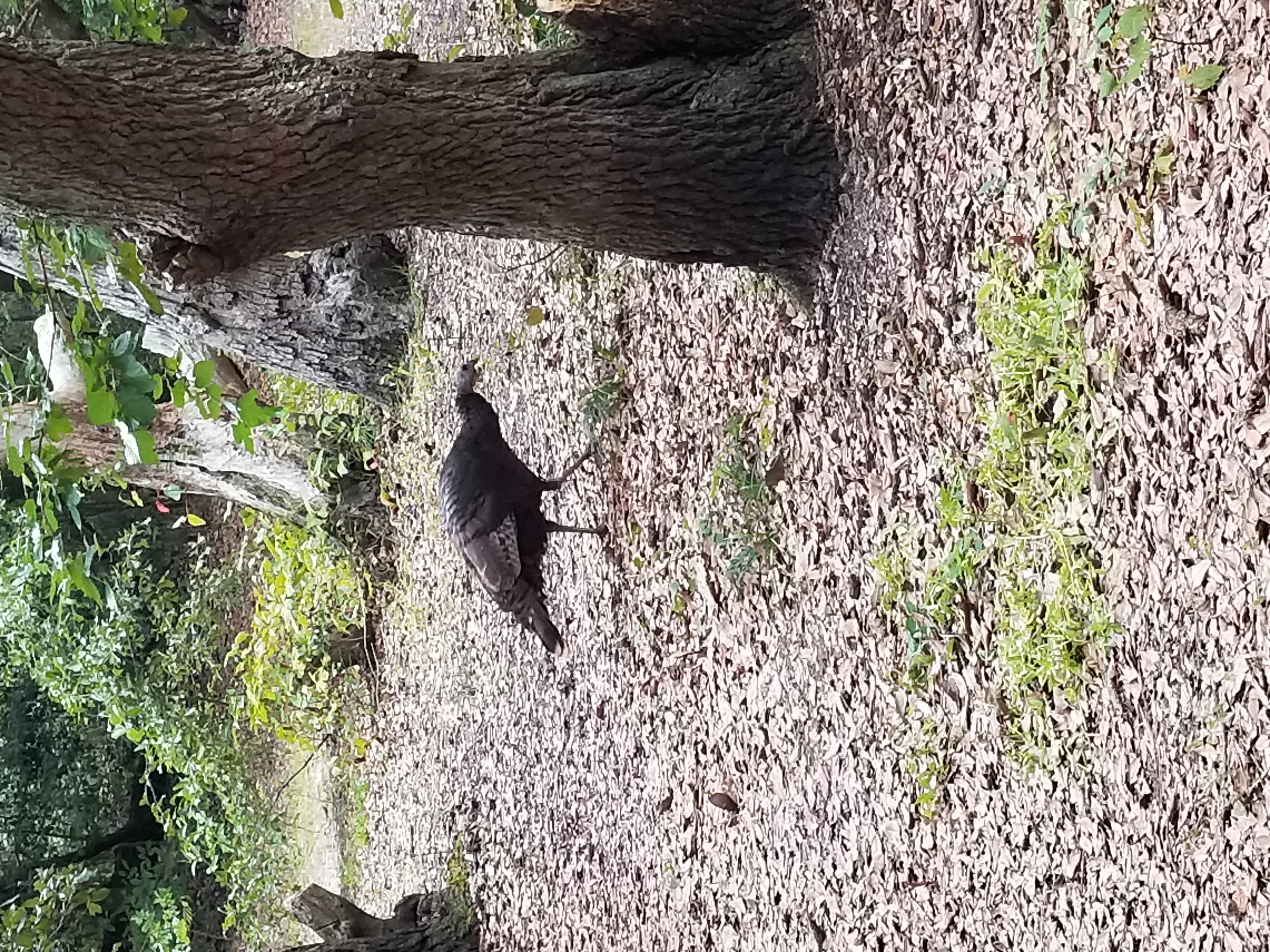 Turkey in camp First Landing State Park Virginia Beach Virginia Turkey in camp First Landing State Park Virginia Beach Virginia