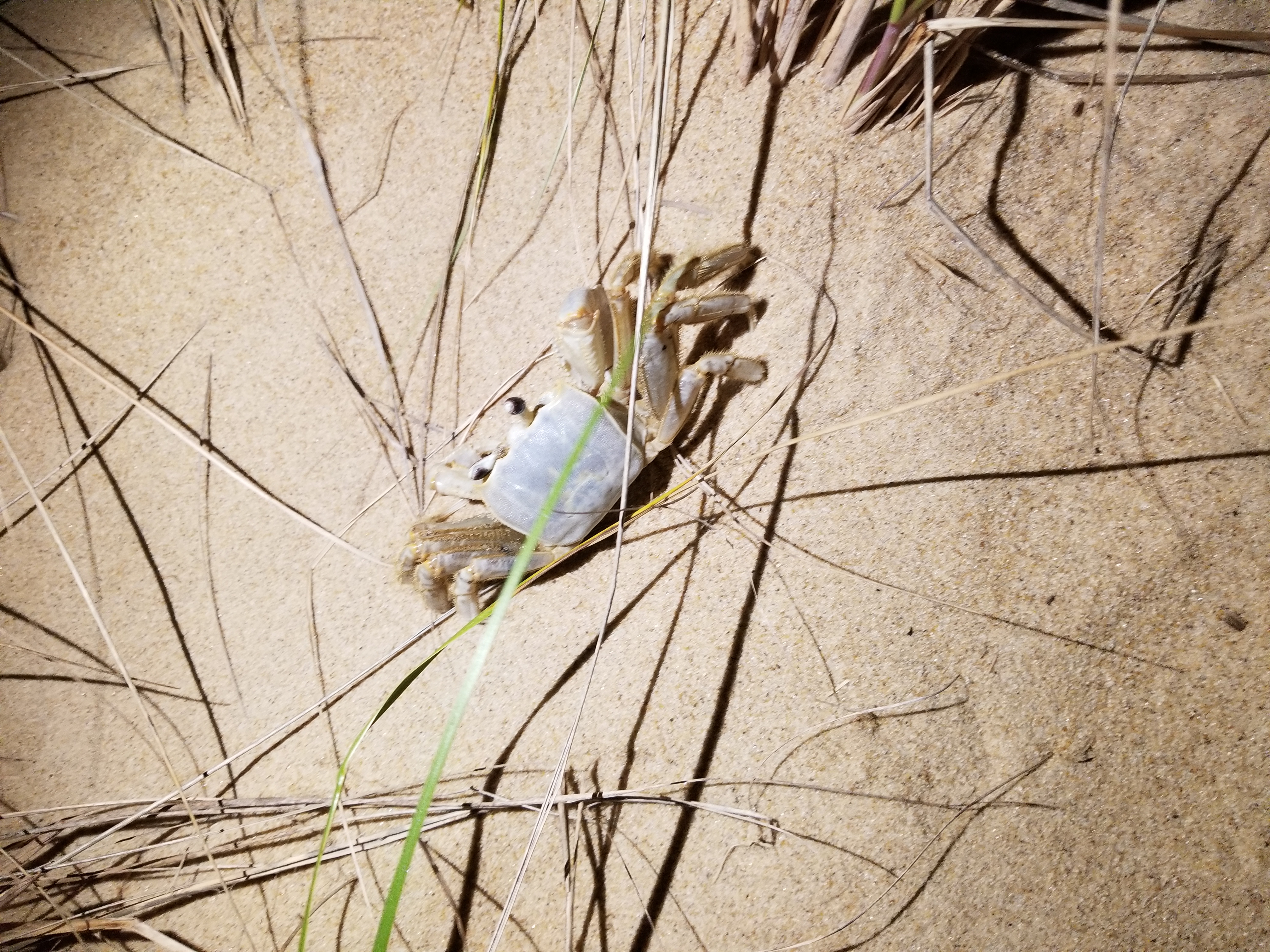Crab First Landing State Park Virginia Beach Virginia Crab First Landing State Park Virginia Beach Virginia