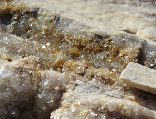 Crystallized Petrified Wood at Crystal Forest