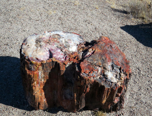 Beautiful Petrified Wood at Crystal Forest