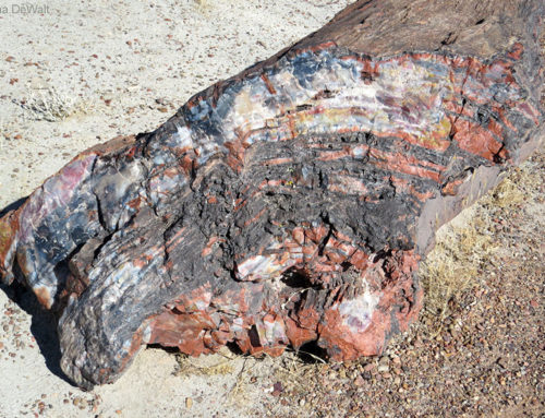 Petrified Wood at Crystal Forest