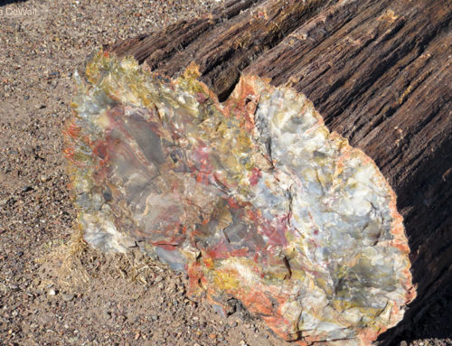 Beautiful Cross-Section of Petrified Wood at Crystal Forest