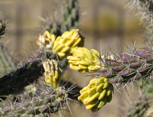 Cholla Flowers