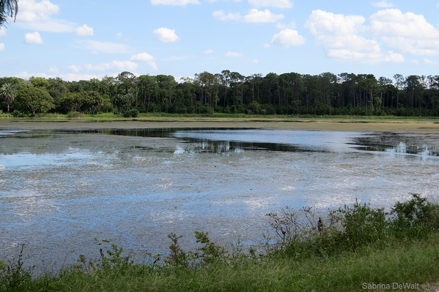 Taylor Park Disc Golf Course This Life